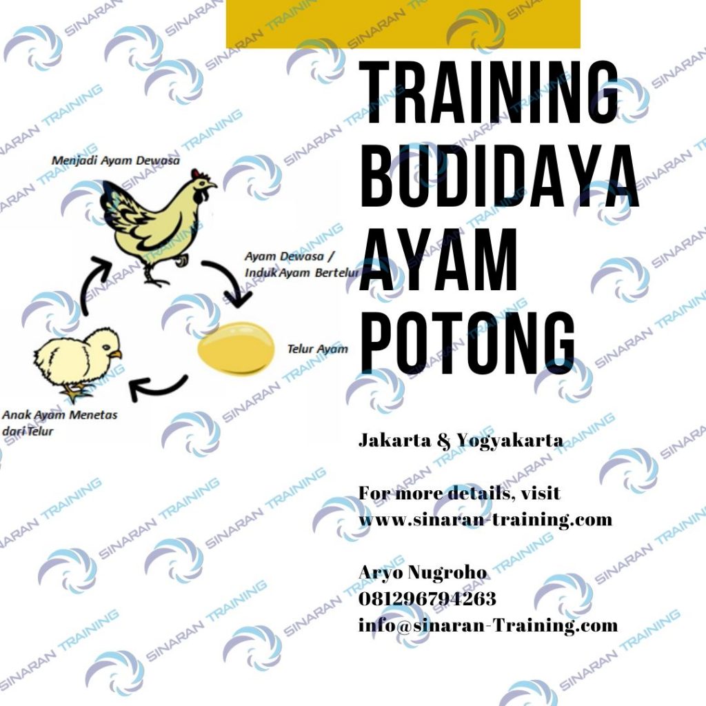 Training Budidaya Ayam Potong