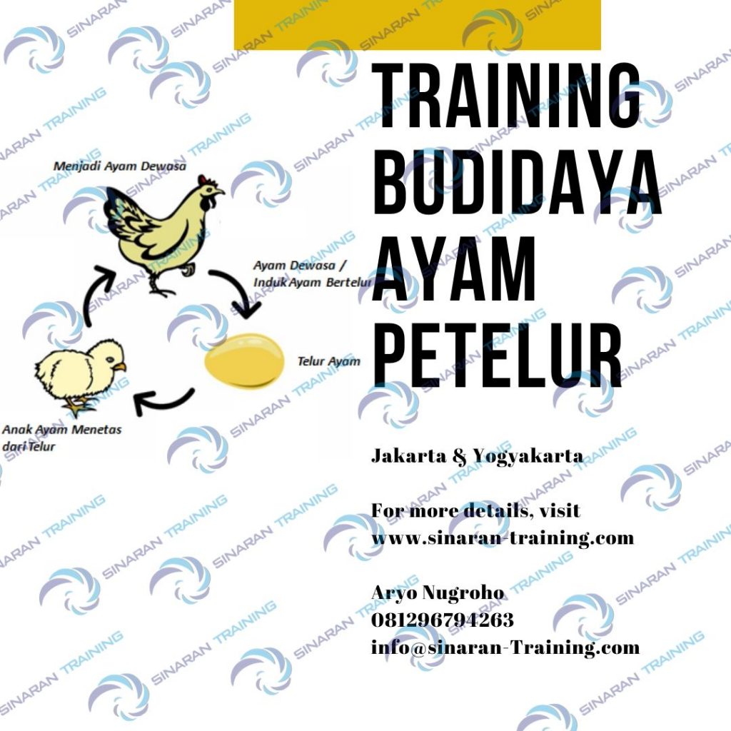 Training Budidaya Ayam Petelur