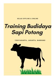 pelatihan Budidaya Sapi Potong online